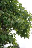 Catalpa bignonioides