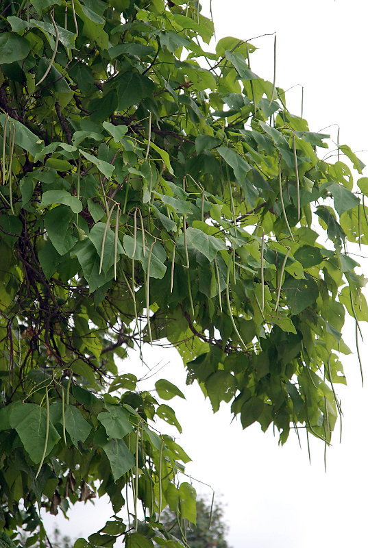 Изображение особи Catalpa bignonioides.