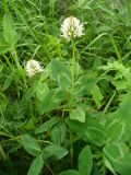 Trifolium ambiguum