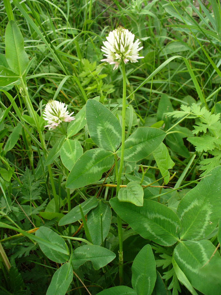 Image of Trifolium ambiguum specimen.