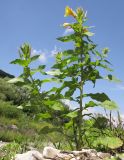 Oenothera glazioviana. Цветущее растение. Краснодарский край, Крымский р-н, окр. ст. Неберджаевская, р. Богого, галечный берег. 14.06.2014.