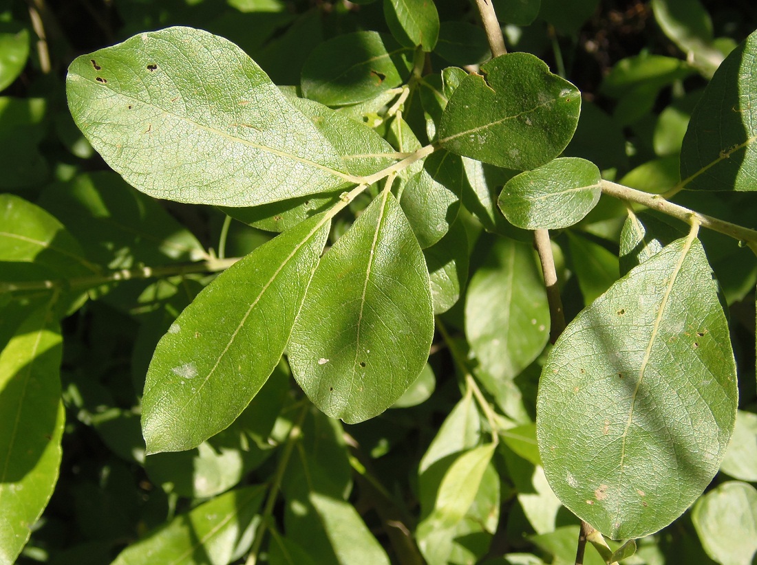 Image of Salix cinerea specimen.