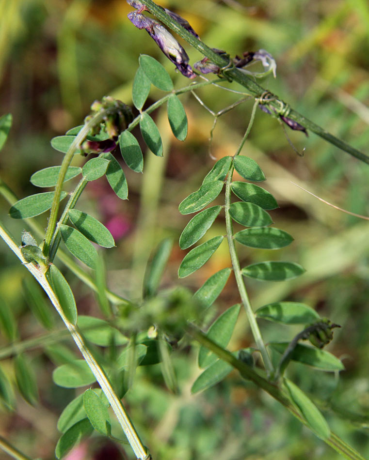 Изображение особи Vicia varia.