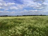 Erigeron annuus