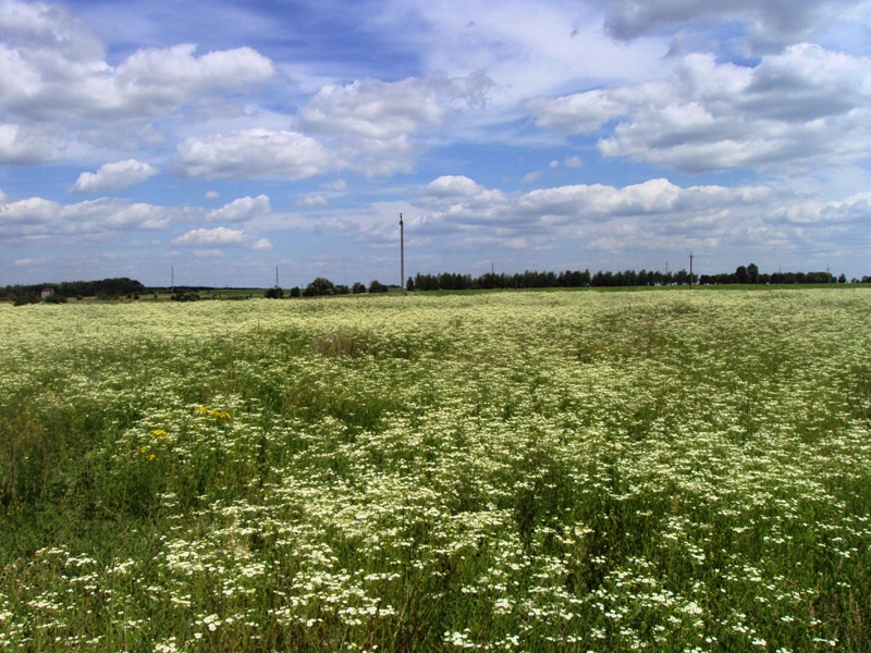 Image of Erigeron annuus specimen.