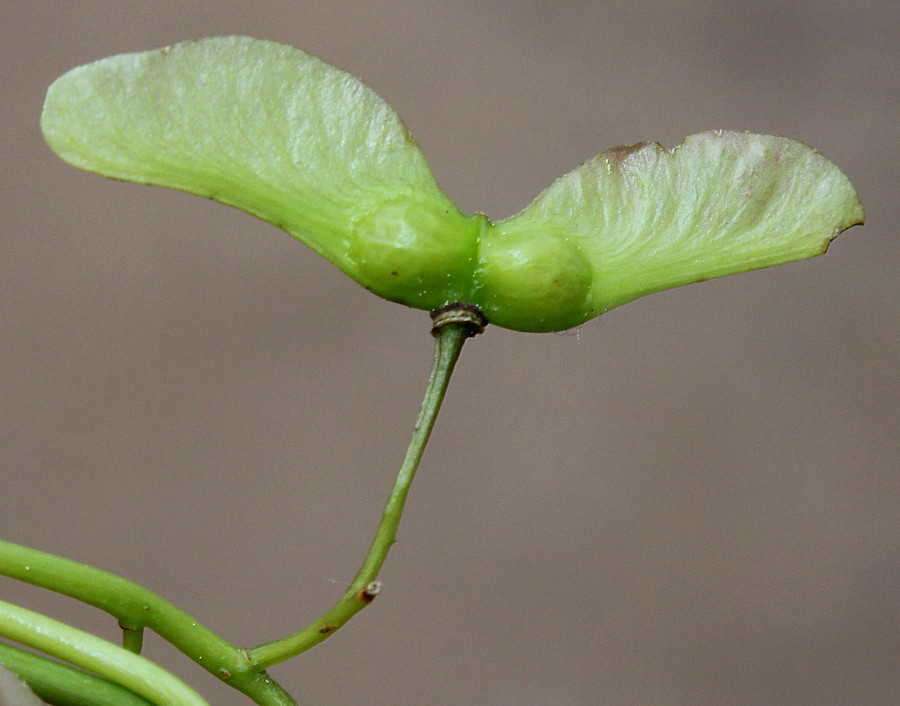 Image of Acer palmatum specimen.