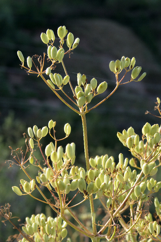 Изображение особи Ferula prangifolia.