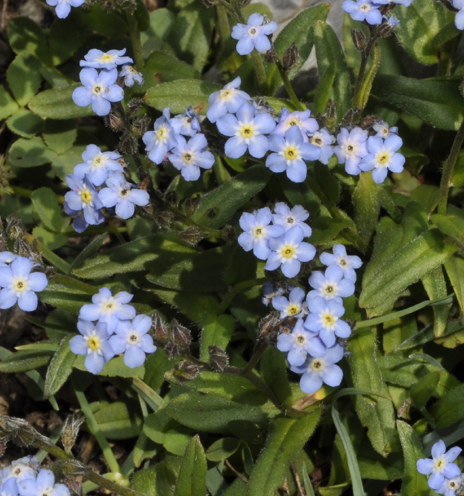 Изображение особи Myosotis suaveolens.