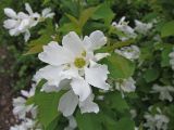 Exochorda serratifolia