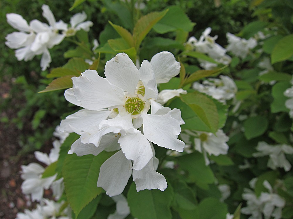 Image of Exochorda serratifolia specimen.