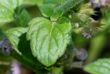 Clinopodium nepeta