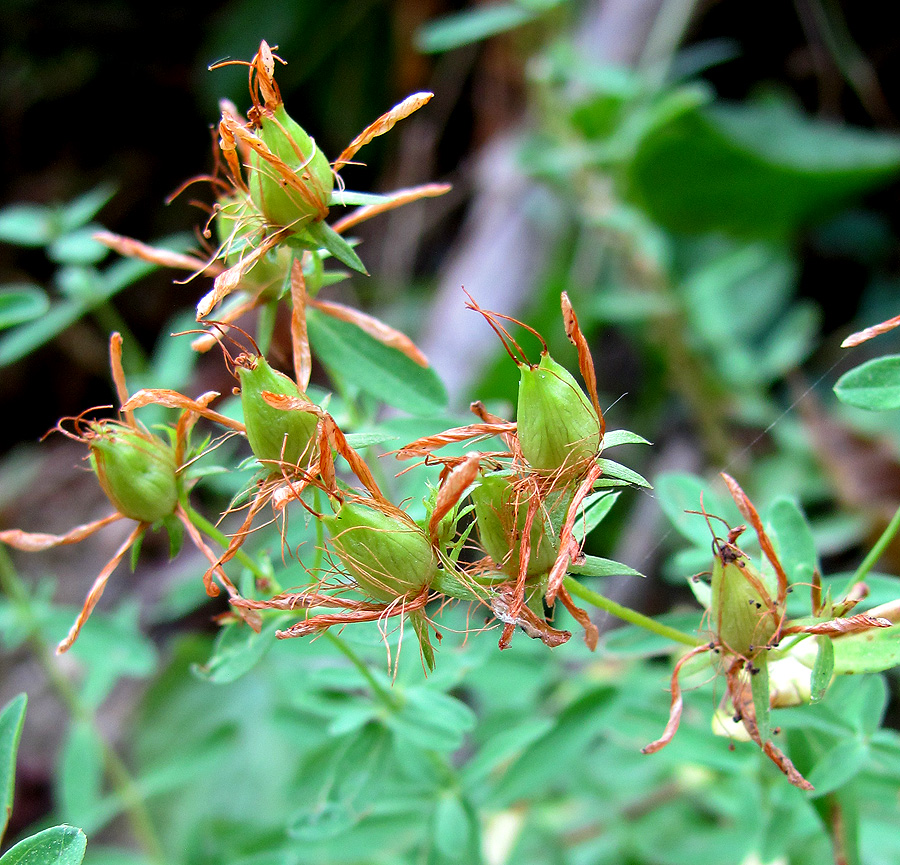 Изображение особи Hypericum perforatum.