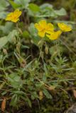 genus Helianthemum