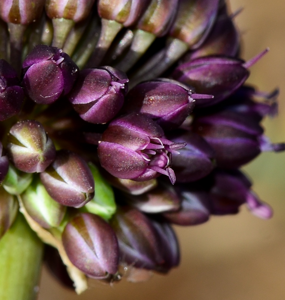 Изображение особи Allium curtum.