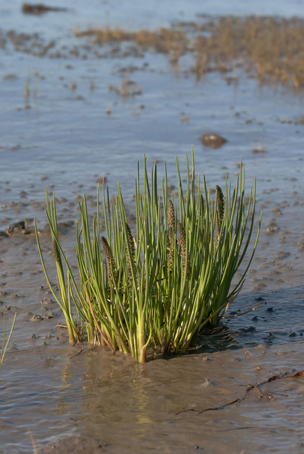 Image of Triglochin maritima specimen.