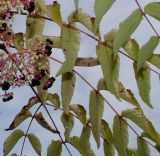 Aralia elata. Соплодие и увядающие листья (у листиков видна их нижняя сторона). Германия, г. Крефельд, Ботанический сад. 06.09.2014.