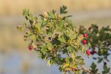 род Crataegus