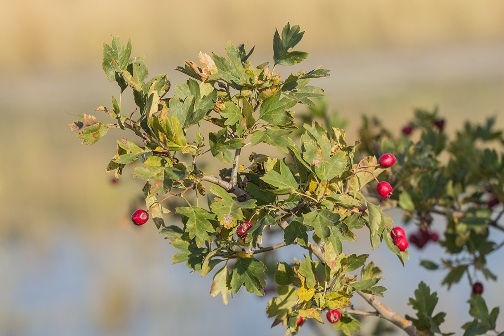 Изображение особи род Crataegus.