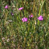 Dianthus fischeri. Цветущее растение. Московская обл., Раменский р-н, окр. ж.-д. платформы Хрипань, залежь. 14.07.2014.