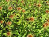Inula hirta
