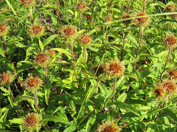 Image of Inula hirta specimen.