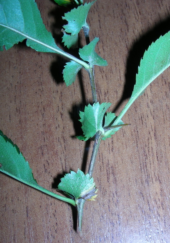 Изображение особи Chaenomeles speciosa.