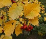 Crataegus chlorocarpa. Ветвь со зрелыми плодами и листьями в осенней окраске. Санкт-Петербург, конец сентября.