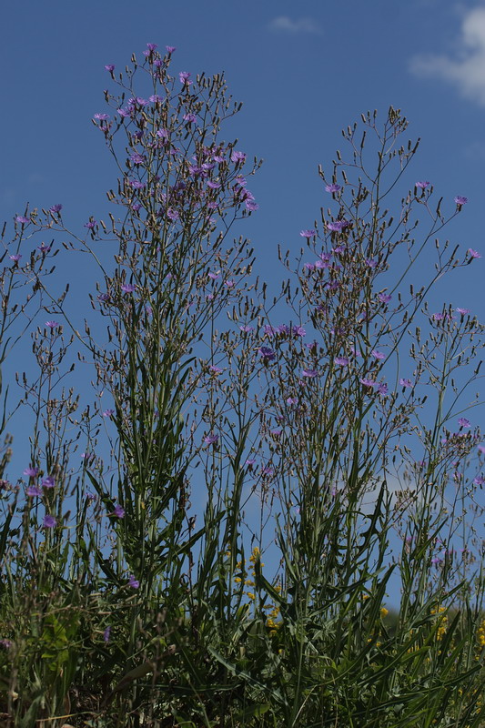 Image of Lactuca tatarica specimen.