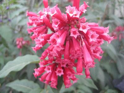 Image of genus Cestrum specimen.