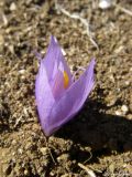 Crocus pallasii