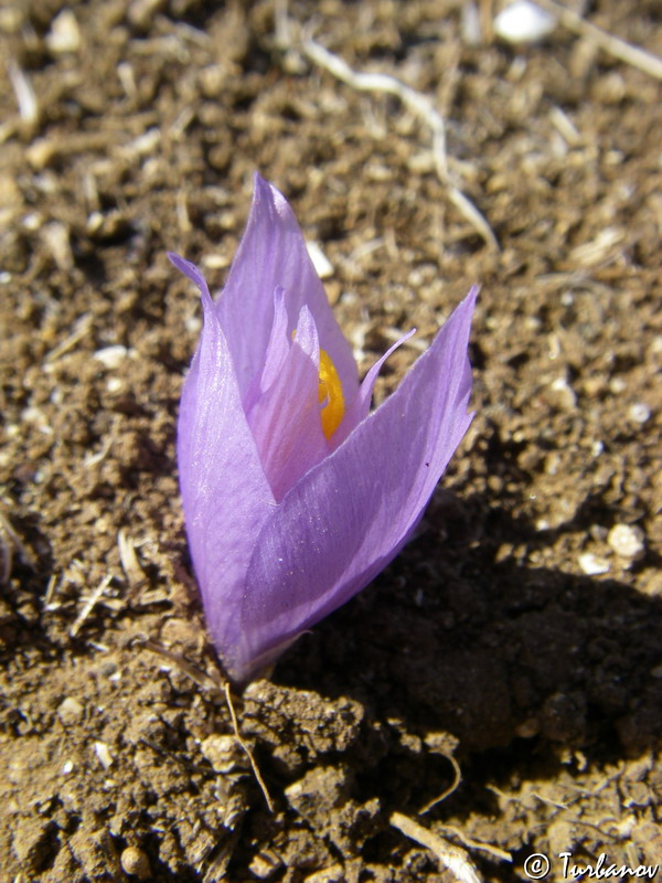 Изображение особи Crocus pallasii.