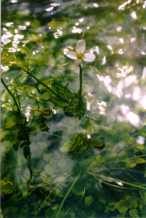 Image of Cardamine trifida specimen.