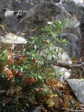 Ruscus aculeatus