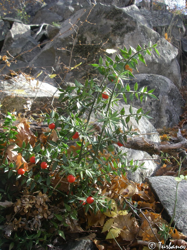 Изображение особи Ruscus aculeatus.