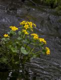 Caltha palustris