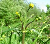 Ranunculus acris