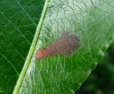 Salix pentandra. Часть листа с поражением. Окр. Архангельска, 16.06.2015.