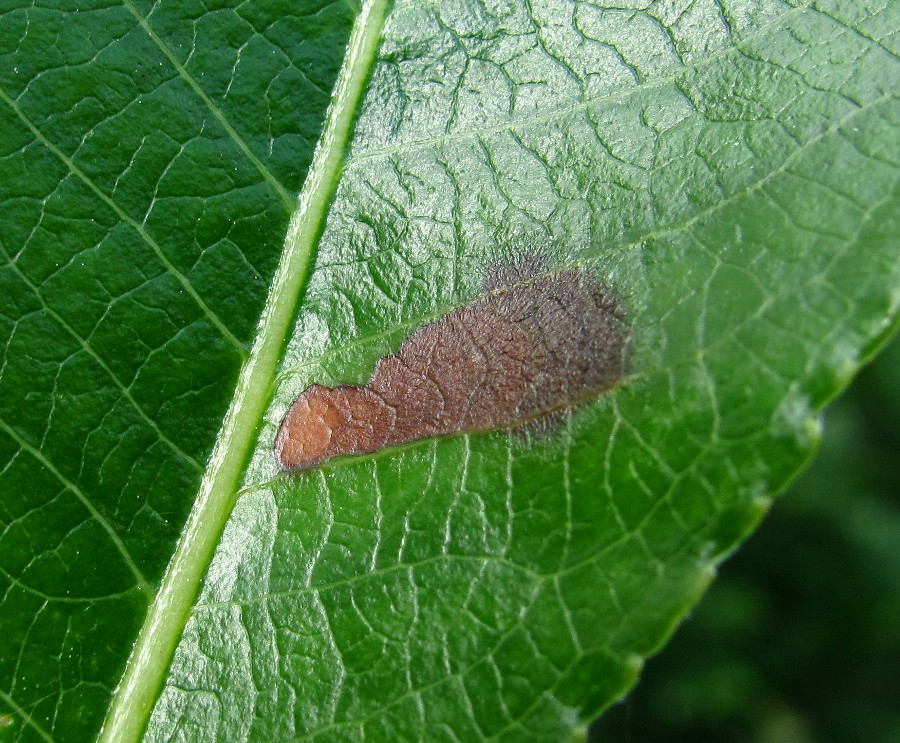 Изображение особи Salix pentandra.