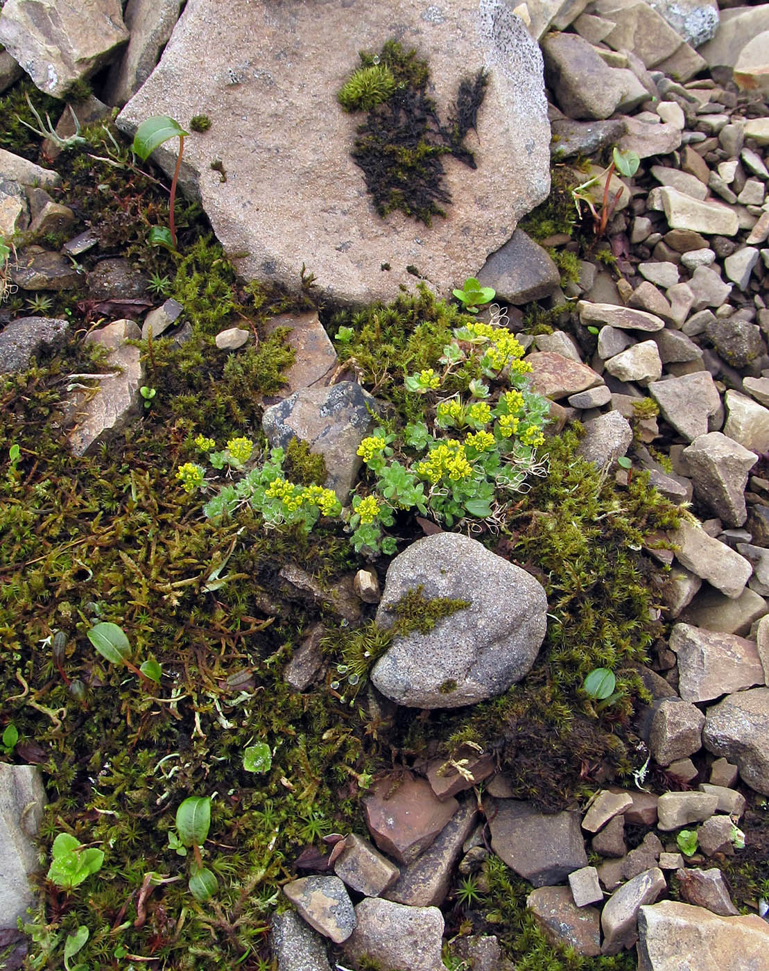 Image of Draba aleutica specimen.