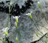 Petrorhagia saxifraga