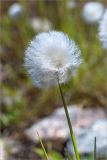 Eriophorum scheuchzeri. Верхушка побега с соплодием. Мурманская обл., Кольский р-н, окр. пос. Дальние Зеленцы, обочина грунтовой дороги. 22.06.2015.