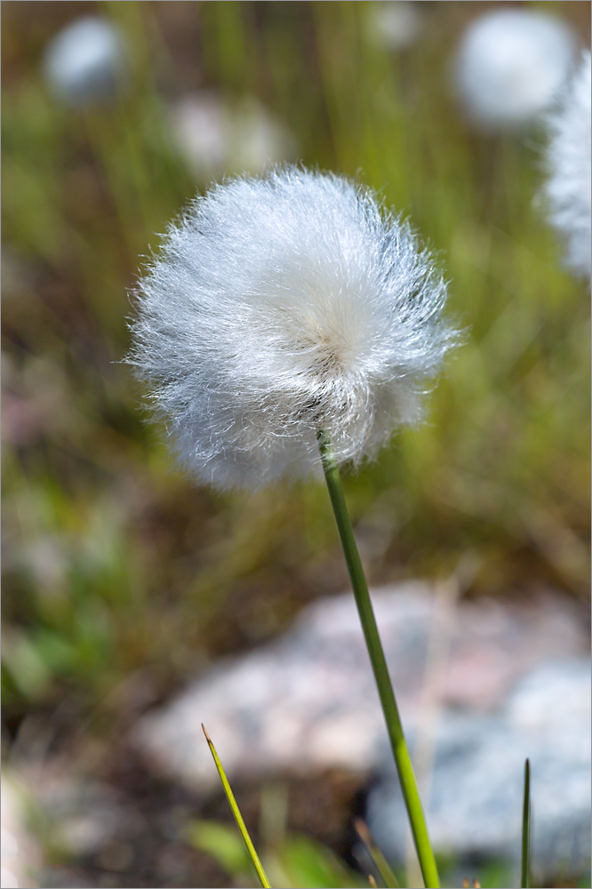 Image of Eriophorum scheuchzeri specimen.