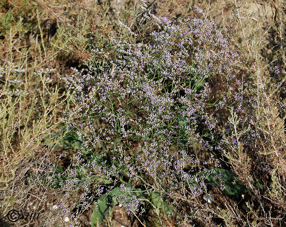 Image of Limonium coriarium specimen.