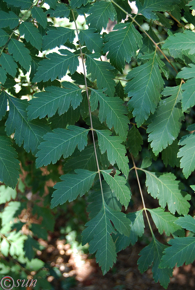 Image of Koelreuteria paniculata specimen.