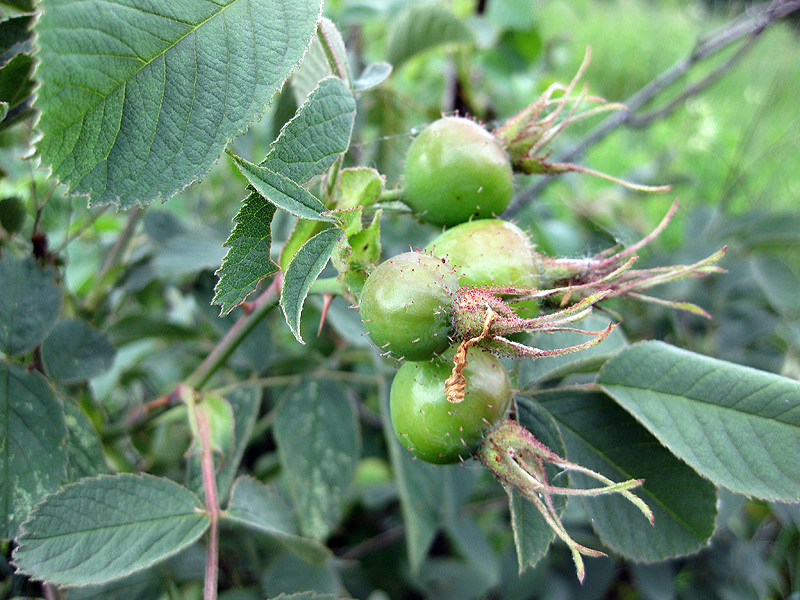 Image of Rosa villosa specimen.