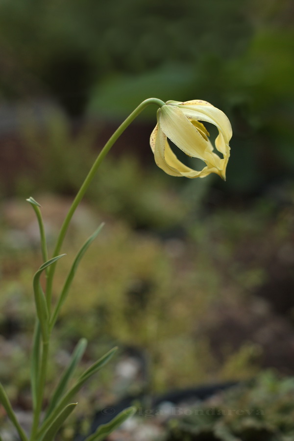 Image of Lilium lophophorum specimen.