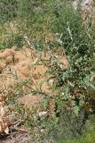 Echinops talassicus. Цветущее растение. Южный Казахстан, горы Алатау (Даубаба), Восточное ущелье. 30.06.2014.