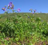 Geranium gymnocaulon