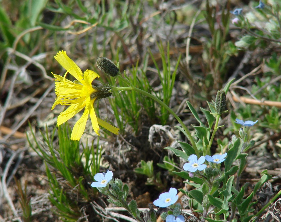 Image of Youngia tenuifolia specimen.