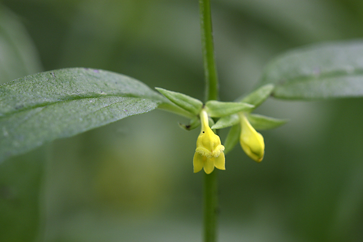 Image of Melampyrum sylvaticum specimen.